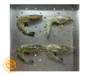 UDANG WINDU 50 SIZE:50