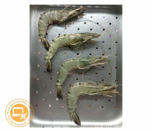 UDANG WINDU 25 SIZE:25