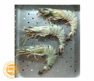 UDANG WINDU 15 SIZE 15